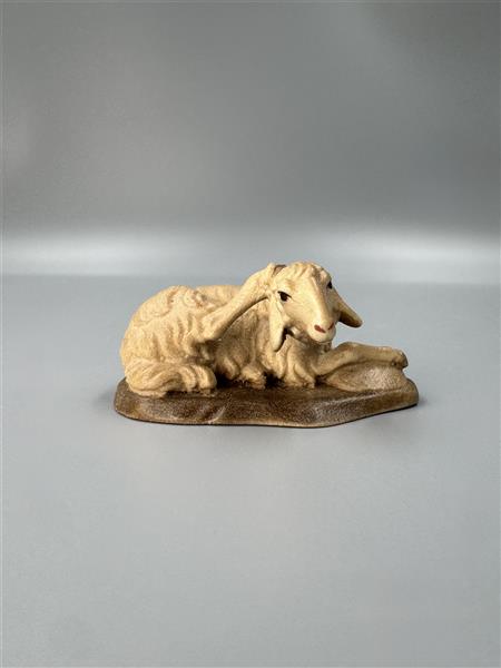 Liegendes Schaf kratzend Liegendes Schaf kratzend