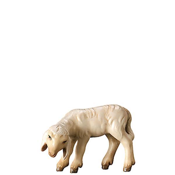 Lamm grasend Lamm grasend