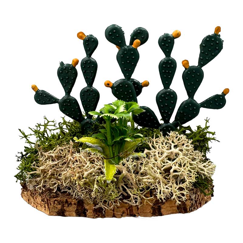 Kaktus