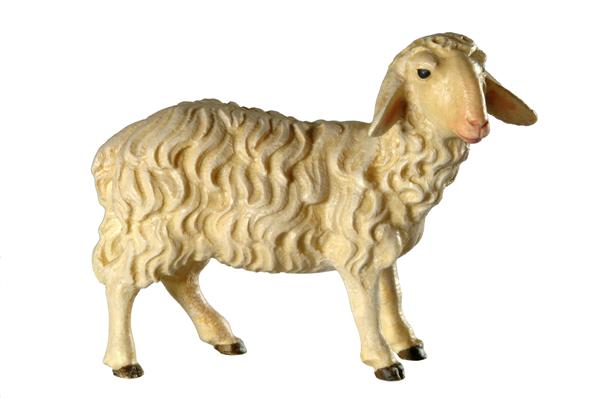 Schaf stehend Schaf stehend