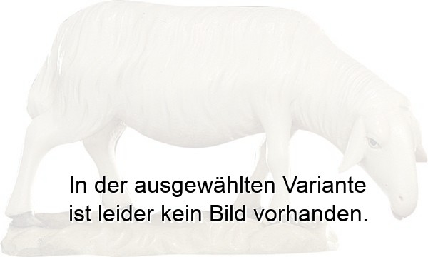 Schaf grasend