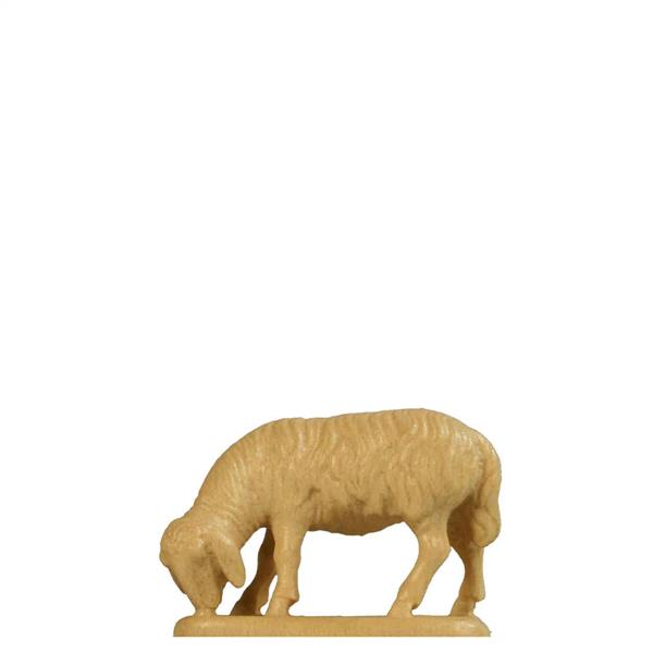 Abweidendes Schaf Abweidendes Schaf