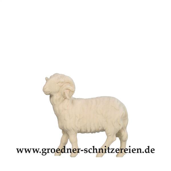 Widder Widder