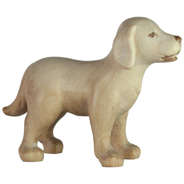 Hund Labrador
