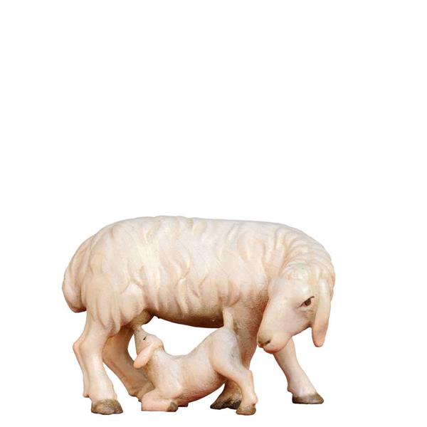 Mutterschaf Mutterschaf