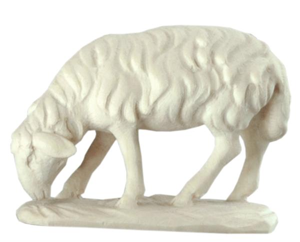 Schaf grasend