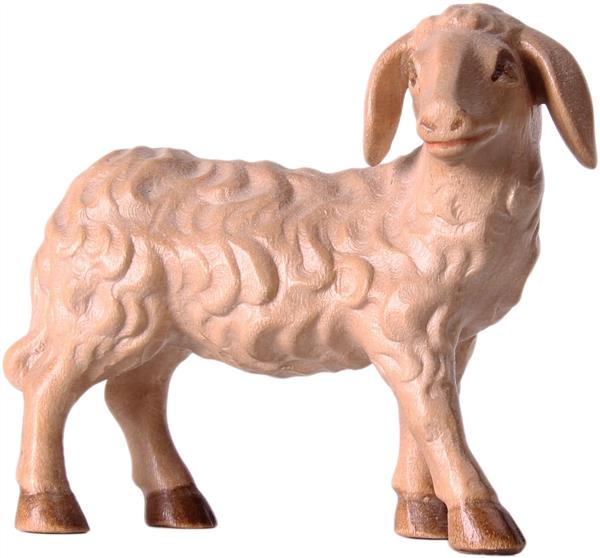 Schaf schauend Schaf schauend