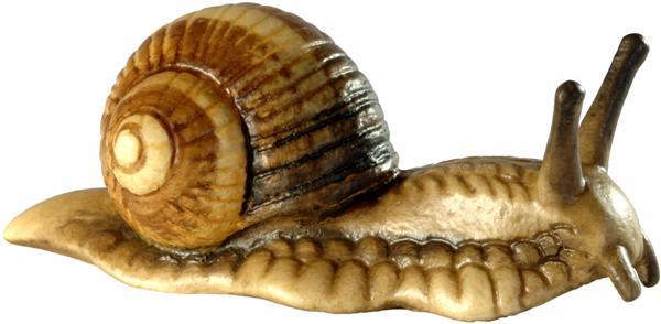 Weinbergschnecke