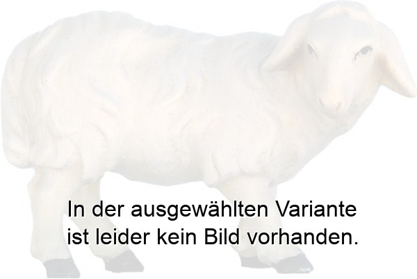 Schaf schauend