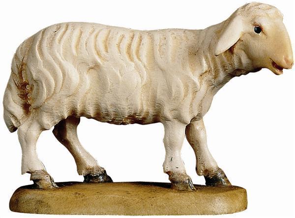 Schaf schauend Schaf schauend