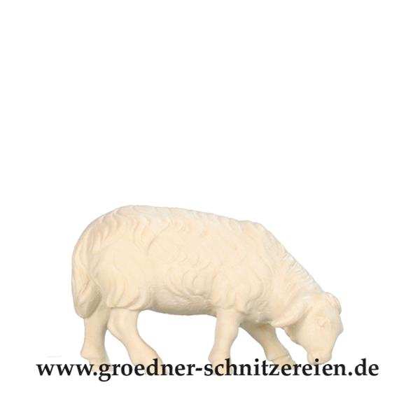 Schaf äsend
