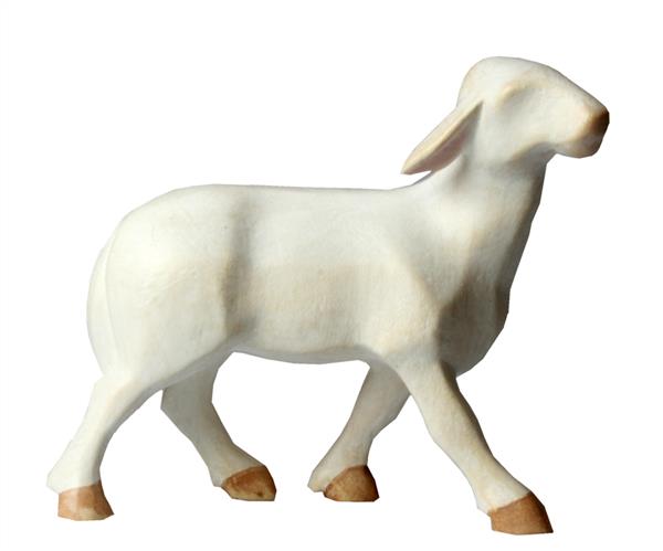 Schaf laufend Schaf laufend