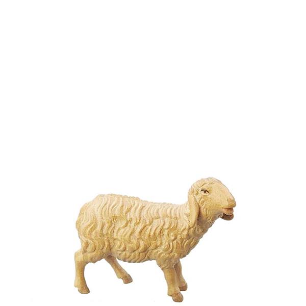 Schaf stehend Schaf stehend