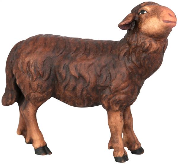 Schwarzes Schaf stehend