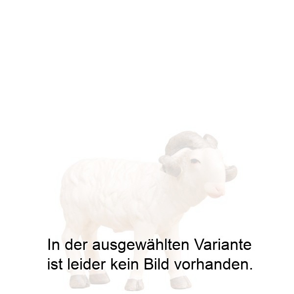Widder Widder