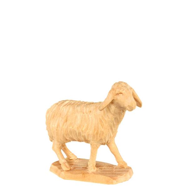 Schaf schauend Schaf schauend