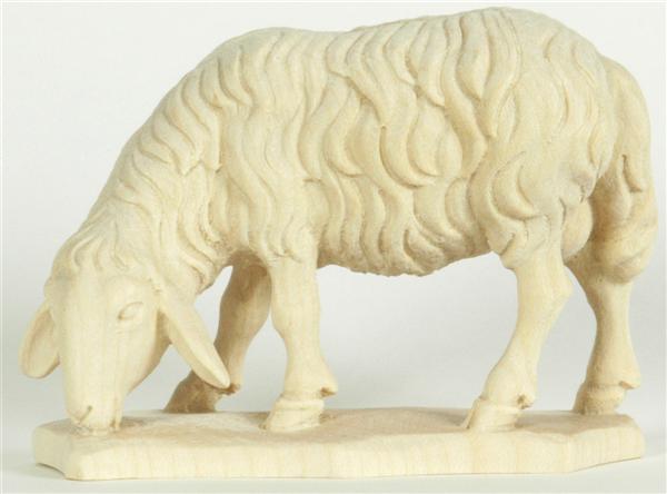 Schaf äsend Schaf äsend