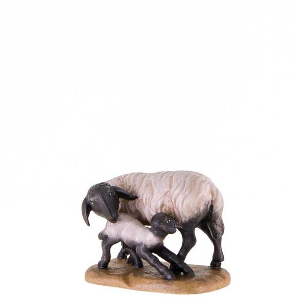 Schwarzkopfschaf mit Lamm Schwarzkopfschaf mit Lamm