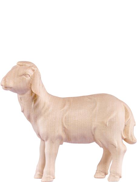 Schaf gehend Artis Schaf gehend Artis