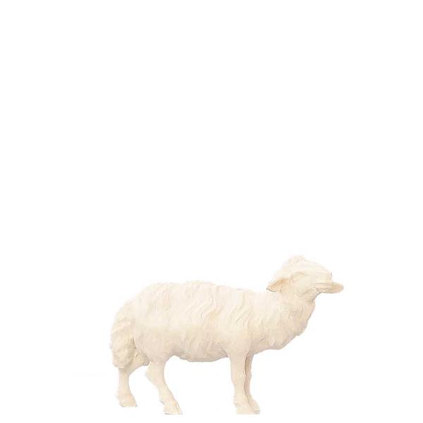 Schaf stehend links Schaf stehend links