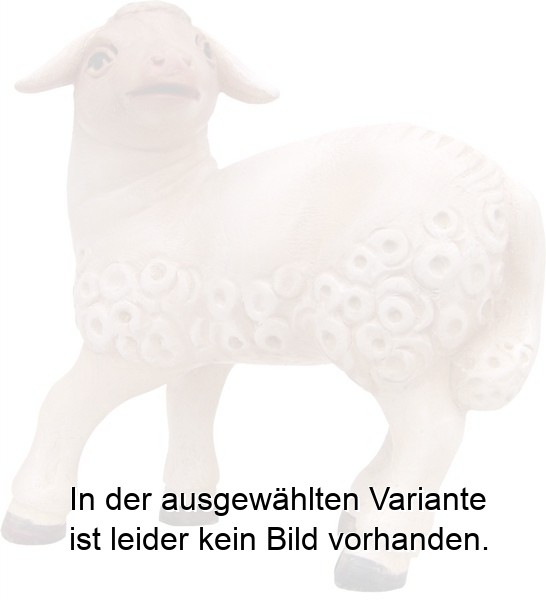 Lamm schauend