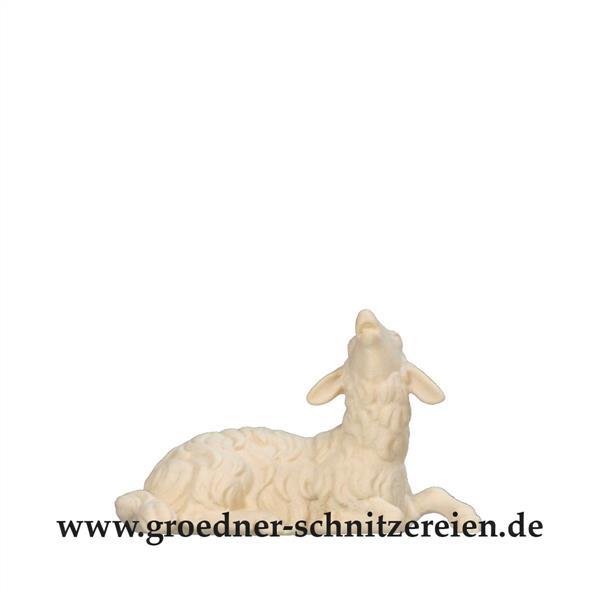 Schaf liegend und blökend Schaf liegend und blökend