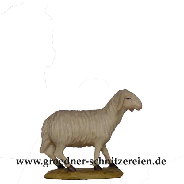 Schaf schauend