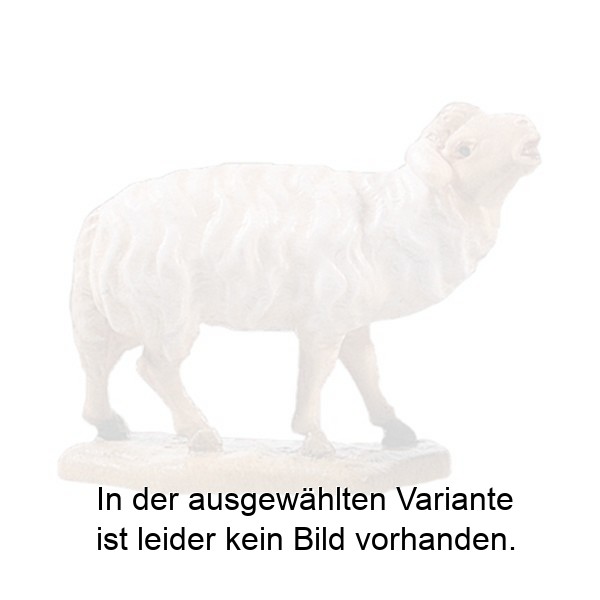 Schaf blöckend Schaf blöckend