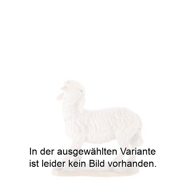 Schaf mit erhobenen Kopf Schaf mit erhobenen Kopf