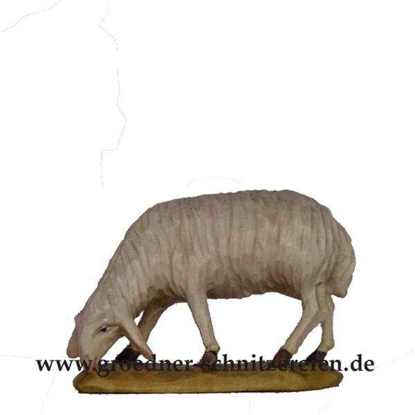 Schaf grasend Schaf grasend