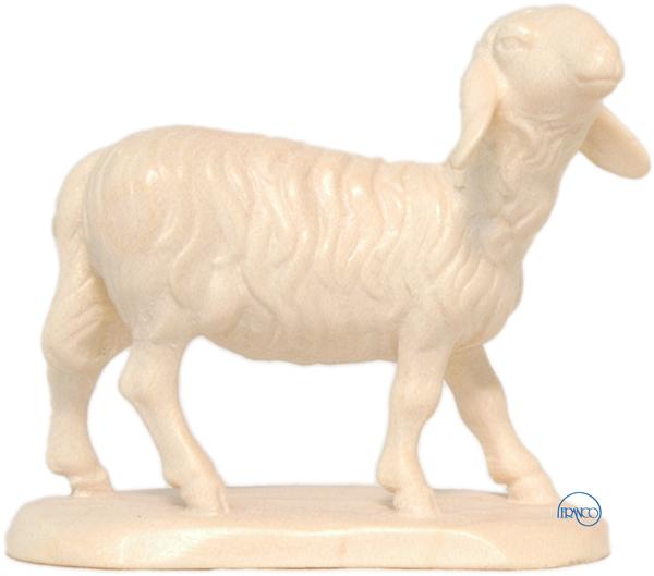 Schaf Kopf erhoben Schaf Kopf erhoben