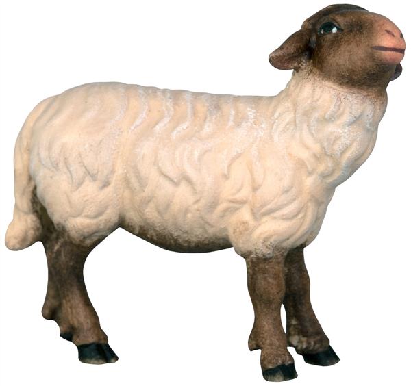 Schwarzes Schaf mit weißem Fell