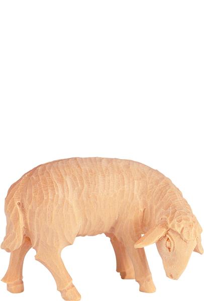 Schaf grasend Schaf grasend