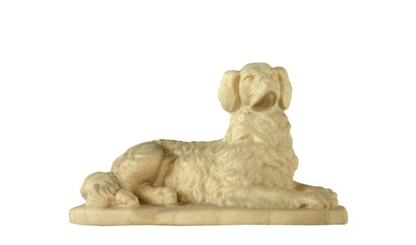 Hund liegend Hund liegend