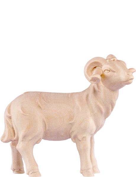 Widder Artis Widder Artis