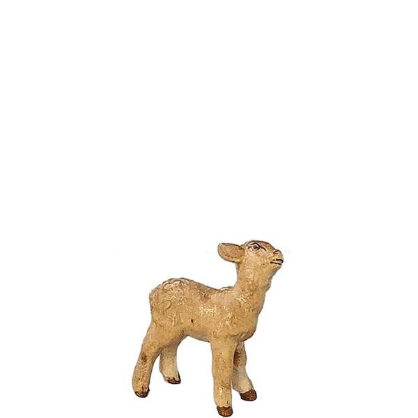 Lamm stehend Lamm stehend