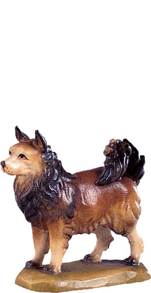 Spitzhund Spitzhund