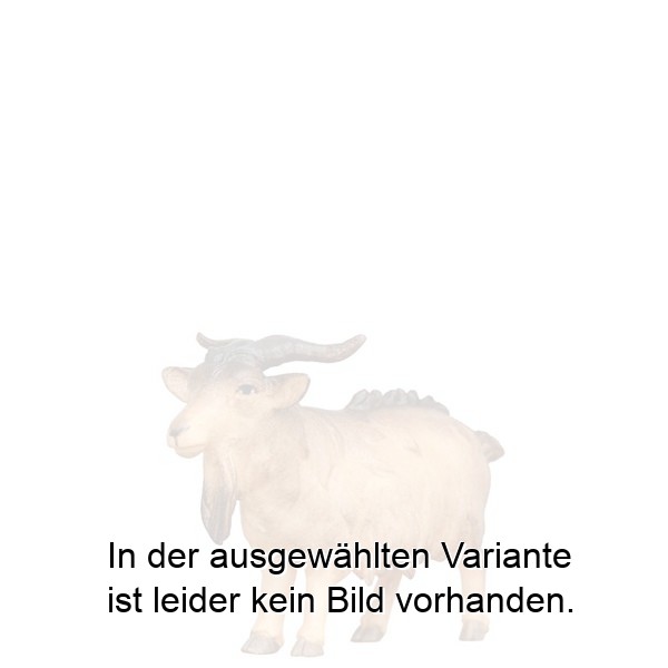 Ziegenbock gerade schauend Ziegenbock gerade schauend