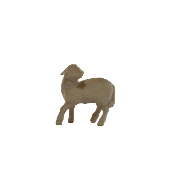 Lamm schauend Lamm schauend