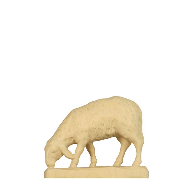Schaf Fressend Schaf Fressend