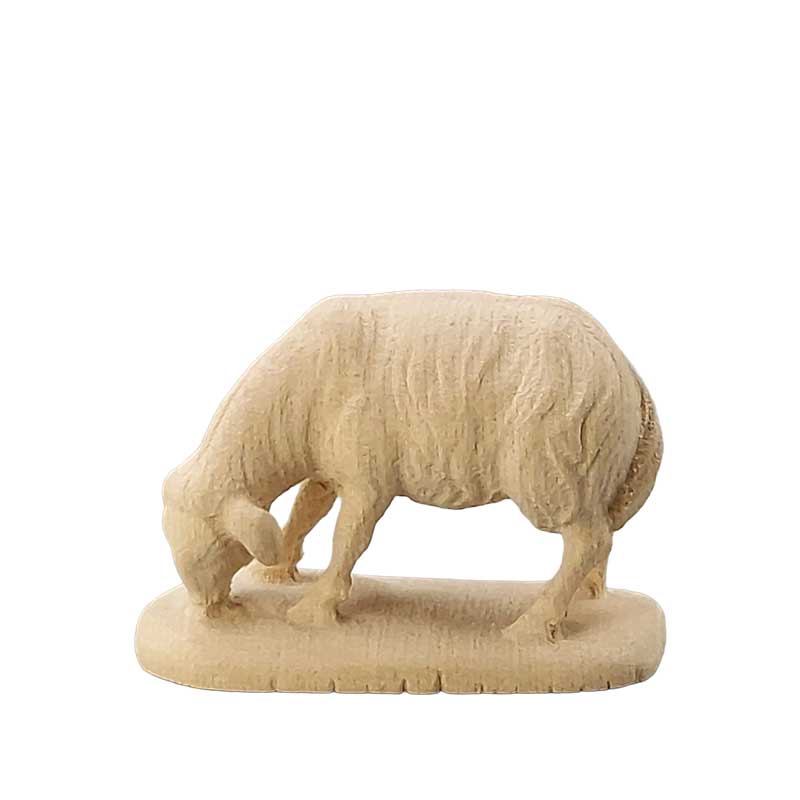 Schaf äsend Schaf äsend