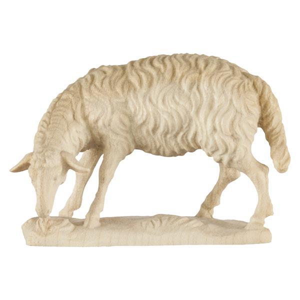 Schaf grasend Schaf grasend