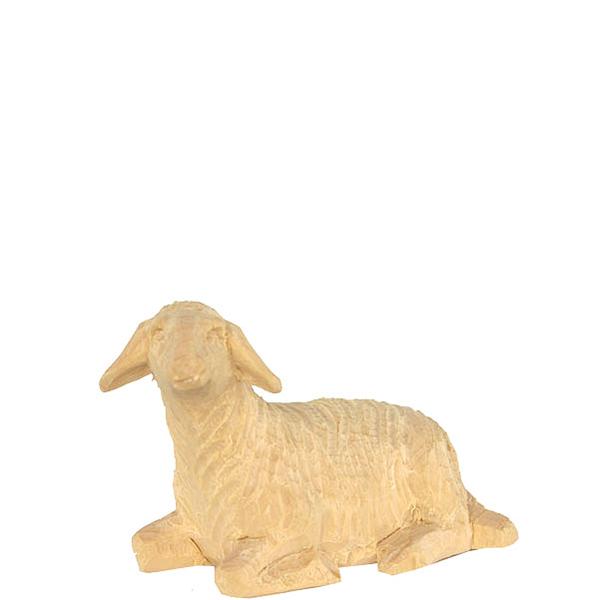 Schaf liegend Schaf liegend
