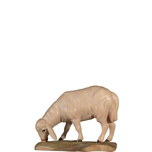 Schaf äsend Schaf äsend