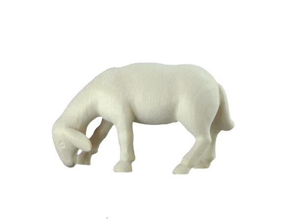 Schaf grasend Schaf grasend