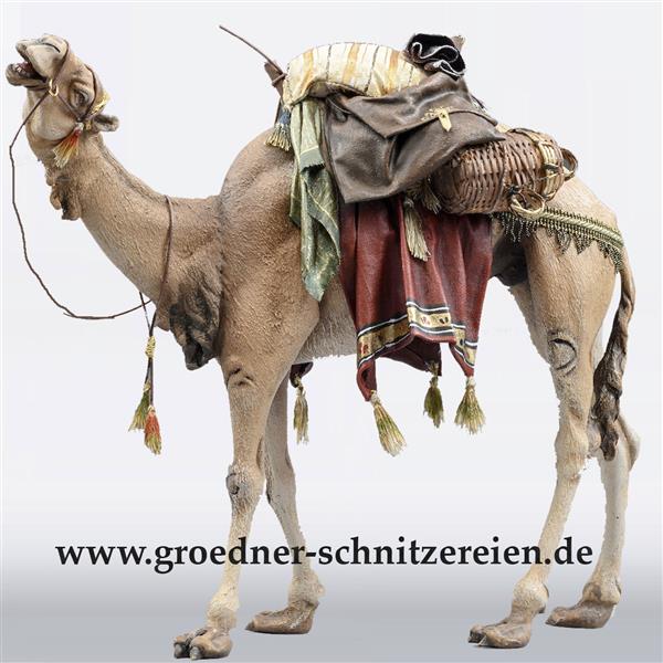Dromedar Kopf hoch für Könige