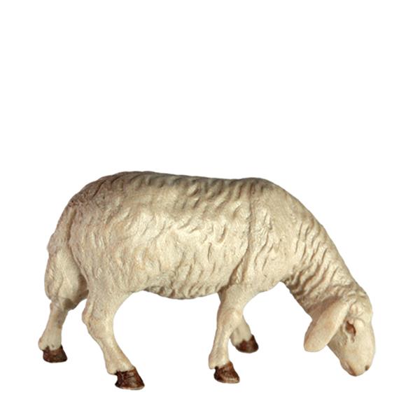 Schaf grasend