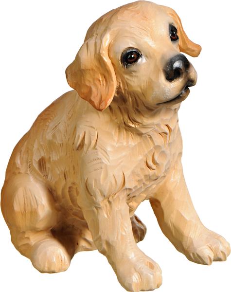 Golden Retriever Welpe sitzend