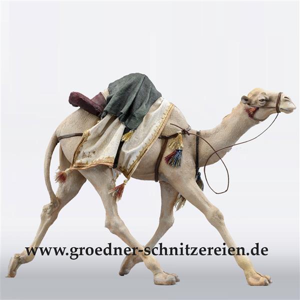 Dromedar laufend für Könige Immanuel
