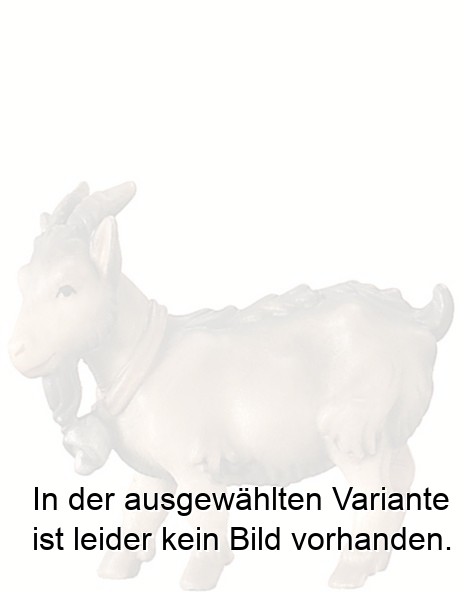 Zwergziege Zwergziege